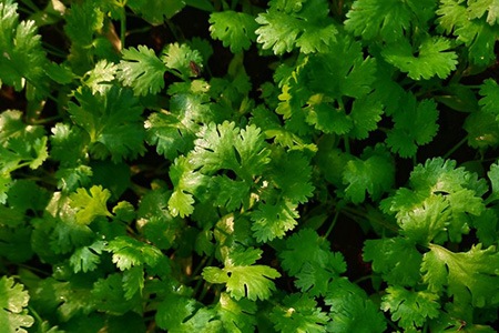 jantar cilantro