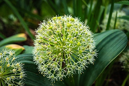 karataviense allium