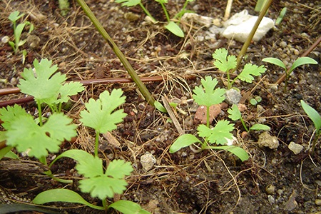 leaf cilantro