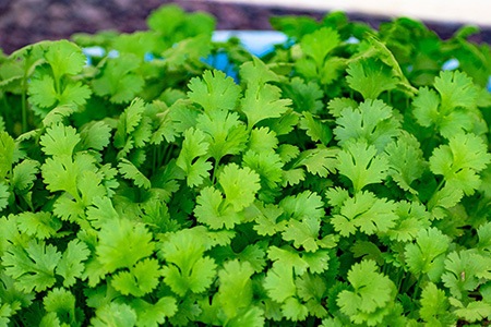 if you are looking for different kinds of cilantro that has less bitter taste, leisure cilantro is just for you