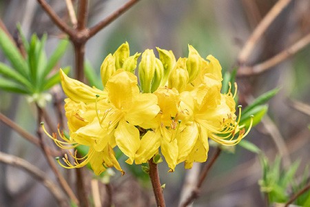 some azalea species, like lemon lights azalea, grows extremely slow