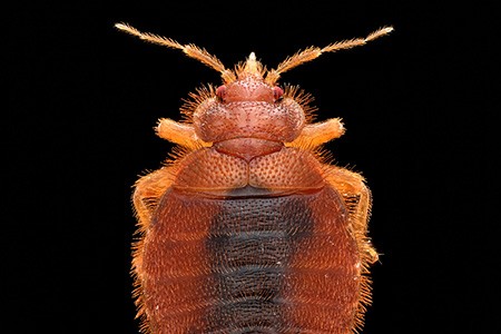 although there are a handful of different types of bed bugs, it is not easy to separate some of them from others like leptocimex boueti – eastern bat bug