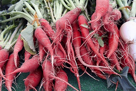 long scarlet radish