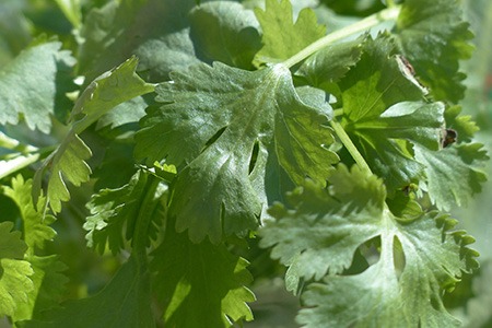 long-standing cilantro