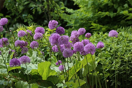 millenium allium