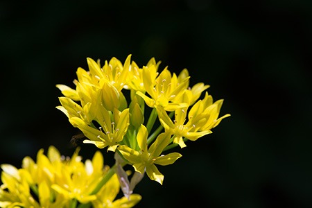 moly allium are eye-catching types of allium with its vibrant golden yellow flowers