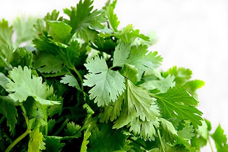unlike other different types of cilantro, moroccan coriander emits a perfect smell that give the food a tasty aroma