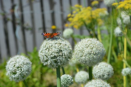 mount everest allium is one of the unique allium types with its perfect white color