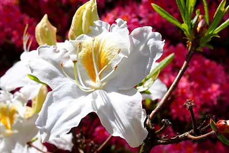northern hi-light azalea types of azalea bushes are known to survive brutally cold winters