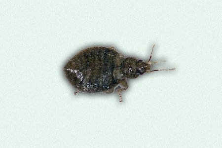 there are different kinds of bed bugs, like oeciacus vicarius – swallow bug, that do not prefer feed on humans