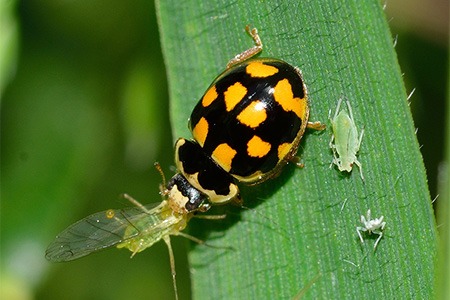 orange-spotted ladybug are among unique varieties of ladybugs with its orange spots on the body