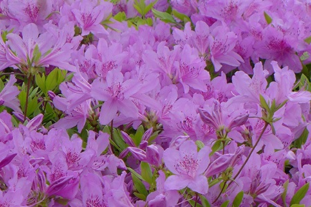 p.j.m. rhododendron
