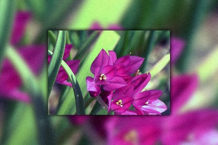 pink lily leek
