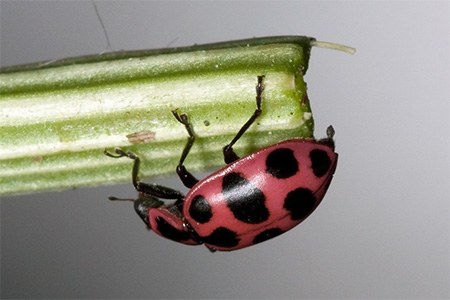 some different ladybugs, like pink-spotted ladybug, have pink colors on them