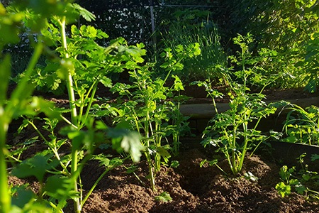 potluck coriander