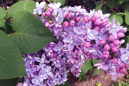 president lincoln lilac