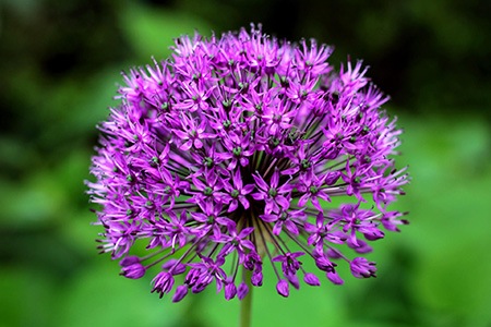 purple sensation allium is one of the most common allium varieties