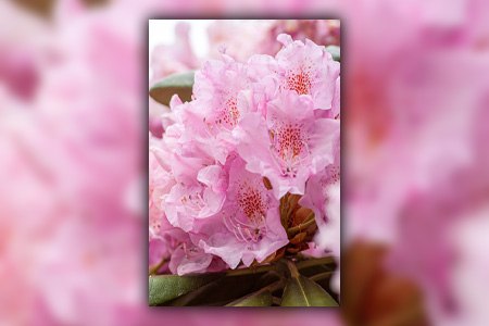 some rhododendron varieties, like rhododendron black satin, can hint you the spring's arrival with its early bloom