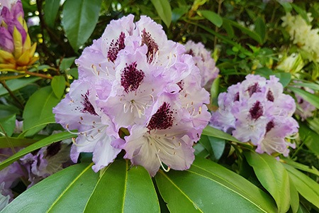 some varieties of rhododendron, like rhododendron blue peter, are known to be extremely durable