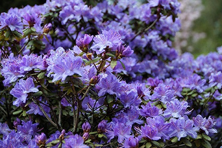 rhododendron 'blue tit' azalea