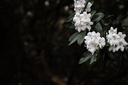 rhododendron boule de neige