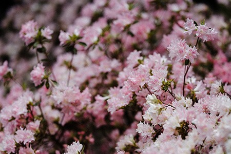 some rhododendron names can give you a hint about the shape of the flower. for instance, rhododendron 'bow bells' is named after its bell-shaped blossoms