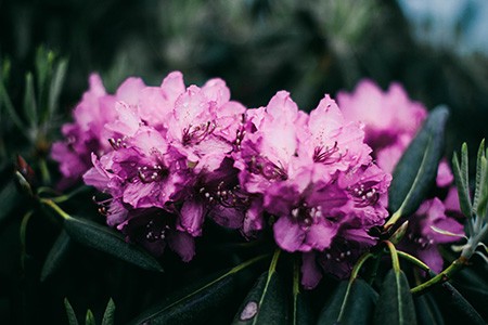 rhododendron catawbiense