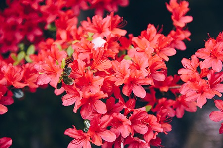 rhododendron elviira