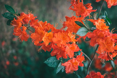 rhododendron gibraltar