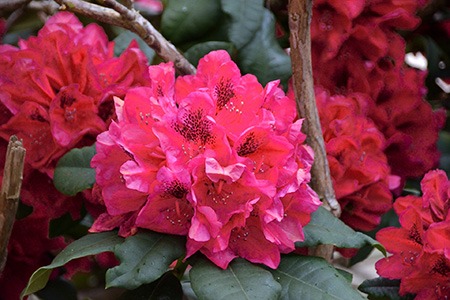 rhododendron nova zembla