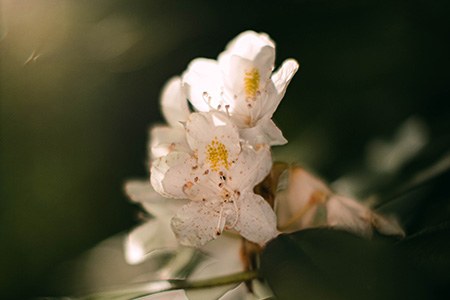 rhododendron white angel