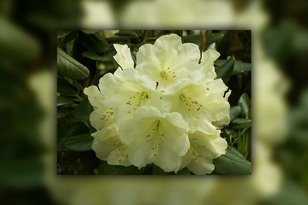 rhododendron 'windsong'