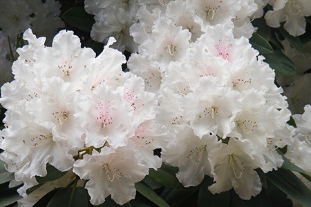 some types of rhododendron bushes, like rhododendron yakushimanum, are robust and easy-to-grow