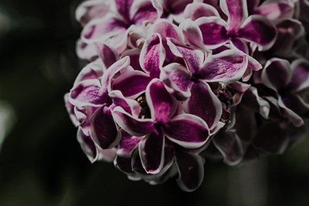 some types of lilac bushes, like sensation lilac, are bicolor - which makes them one of the most attractive types