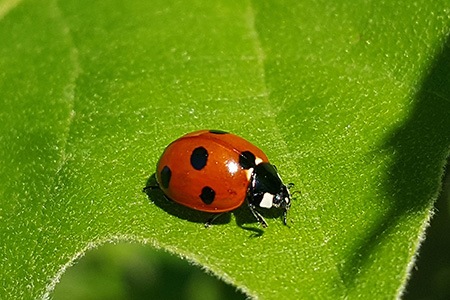 one of the most spotted ladybug varieties in europe is seven-spot ladybug (c-7)