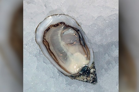 Shigoku Oysters