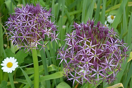 star of persia allium is the most distinct allium species due to its star-shaped flowers