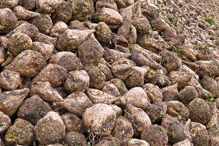 sugar beets are not like different beets, they are rarely eaten. however, they are mainly farmed for commercial purposes, accounting for around 20 percent of sugar production in the globe