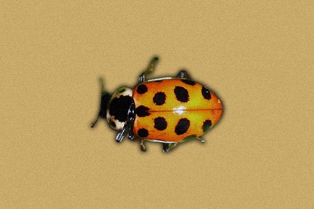 some types of ladybugs, like thirteen spotted ladybird, changes appearance as they grow
