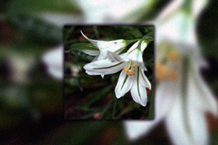 three cornered leek