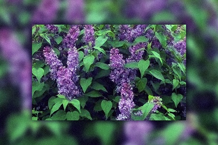 one of the easy-to-maintenance types of lilac is tiny dancer lilac