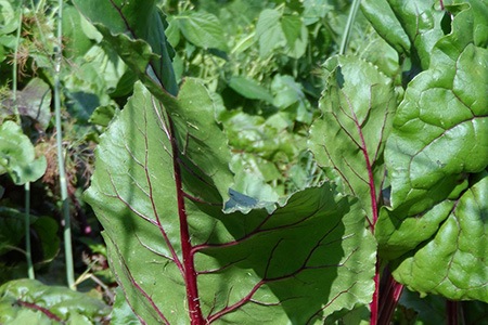 turnip greens