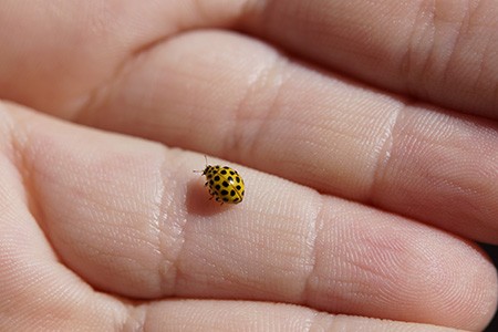 some different types of ladybugs, like twenty-two-spot ladybug, can reach almost 5mm in length