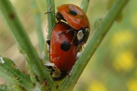 two-spotted ladybug are ladybug types that has two large eyes