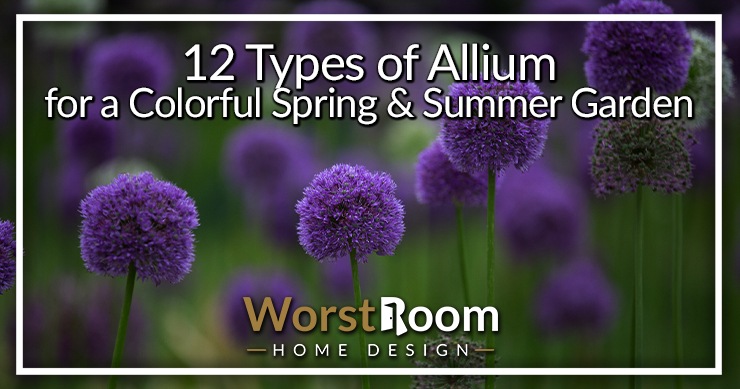 types of allium