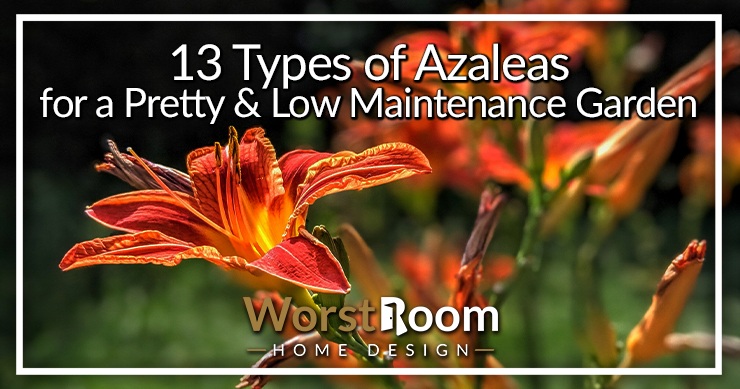 types of azaleas