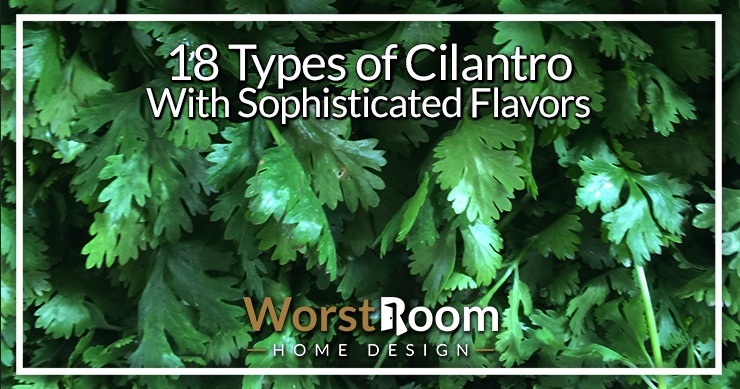 types of cilantro