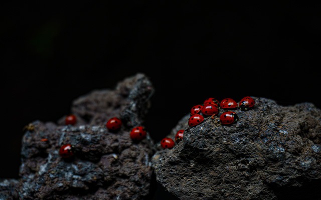 types of ladybugs thumbnail