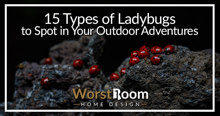 types of ladybugs