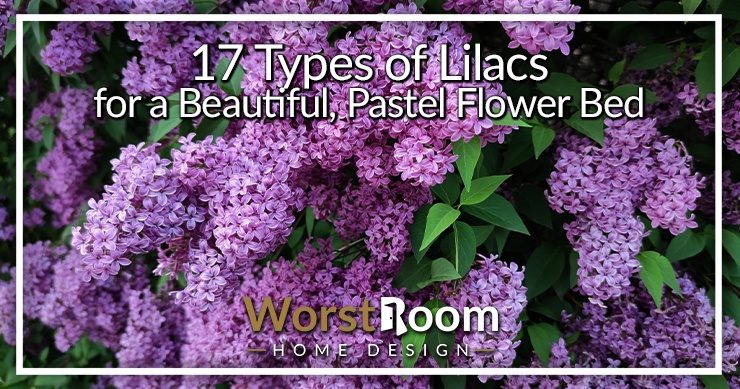 types of lilacs